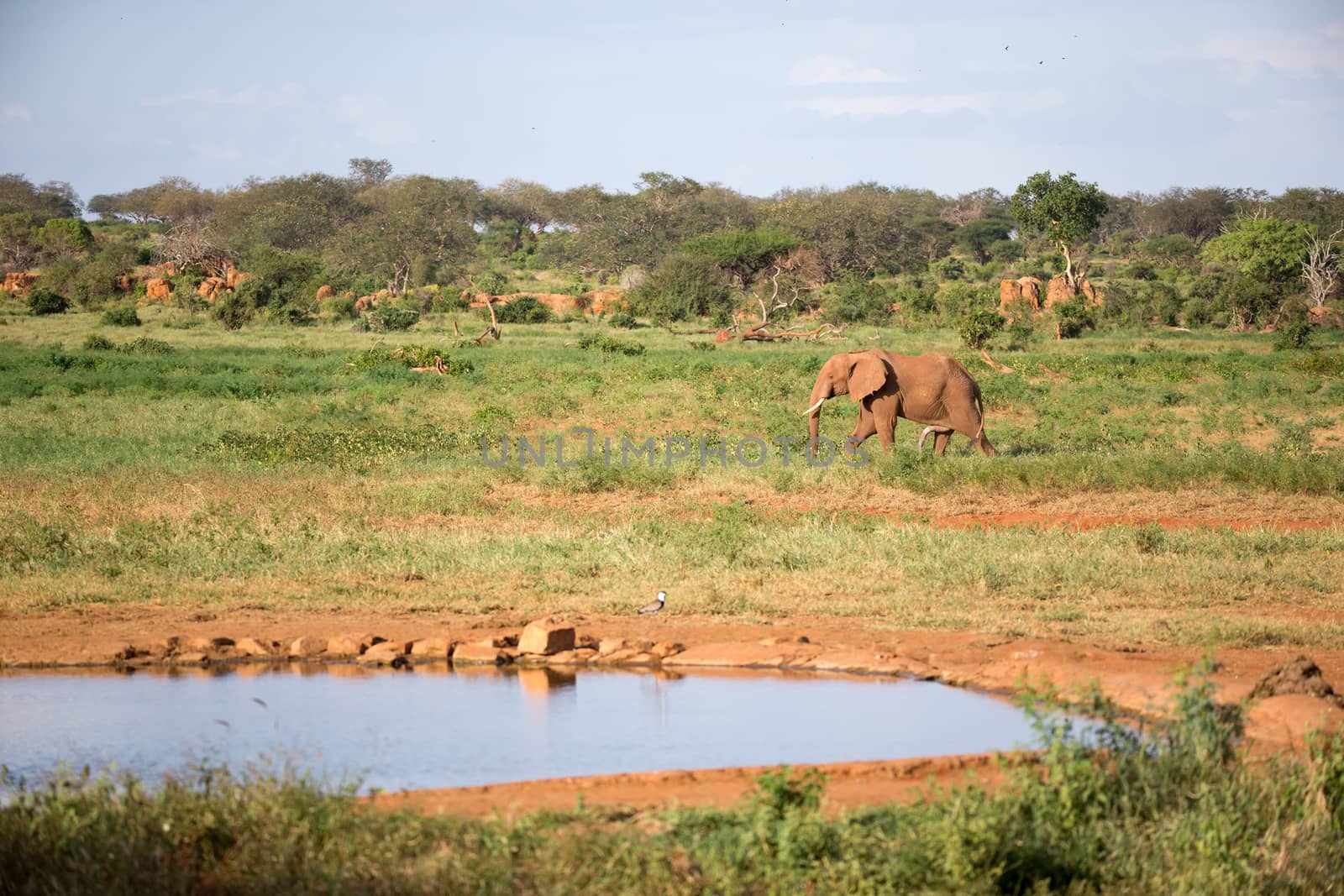 The family of red elephants at a water hole in the middle of the savannah