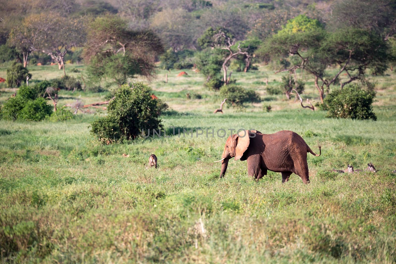 One big red elephant walks through the savannah between many plants