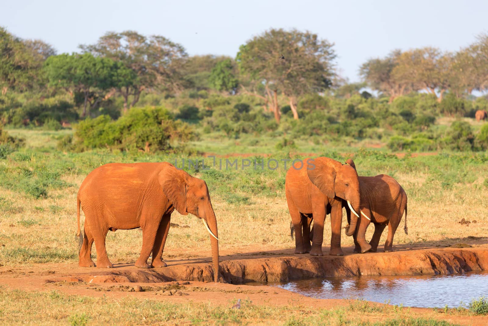 The family of red elephants at a water hole in the middle of the savannah