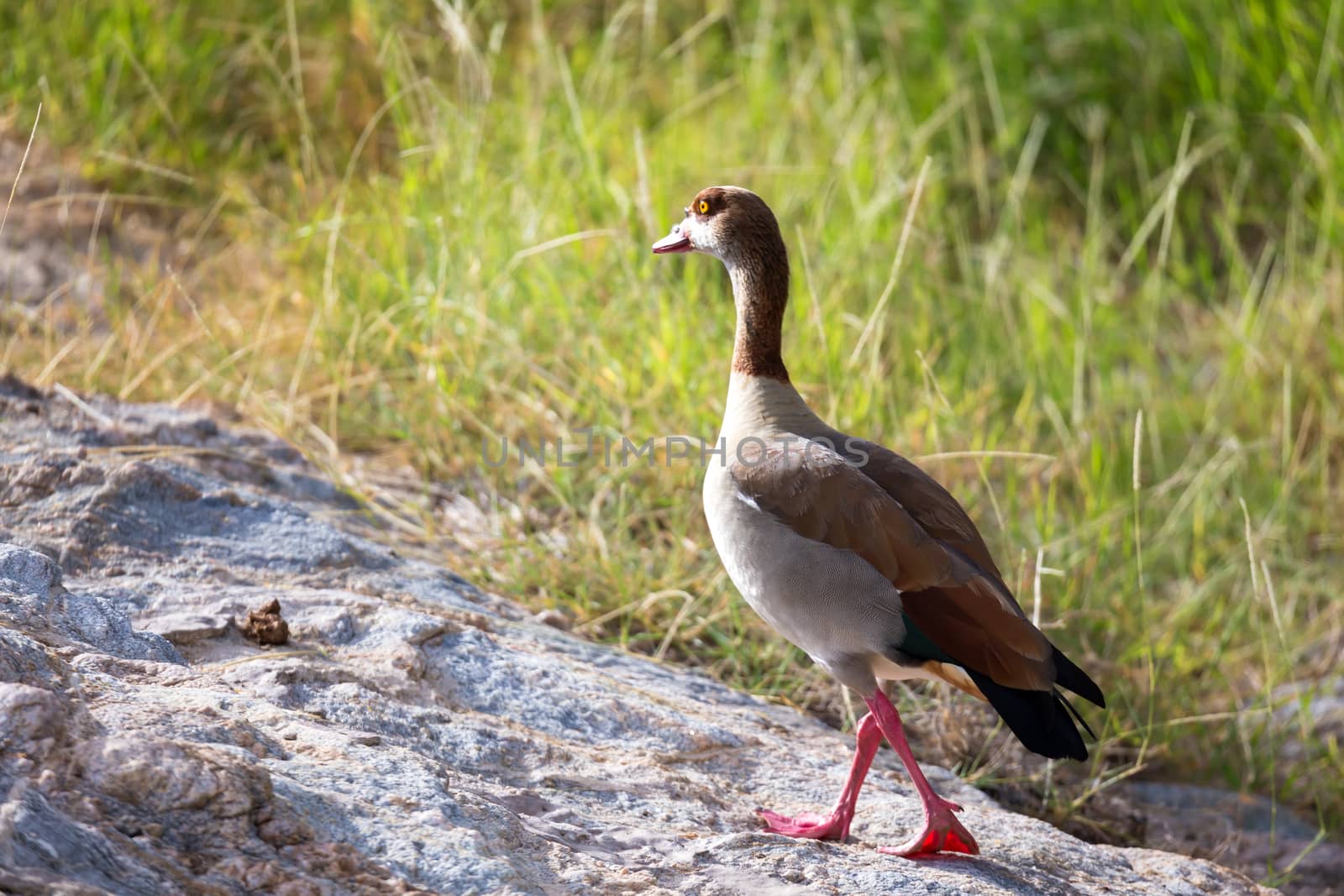 A native very colorfull bird in the landscape of Kenya