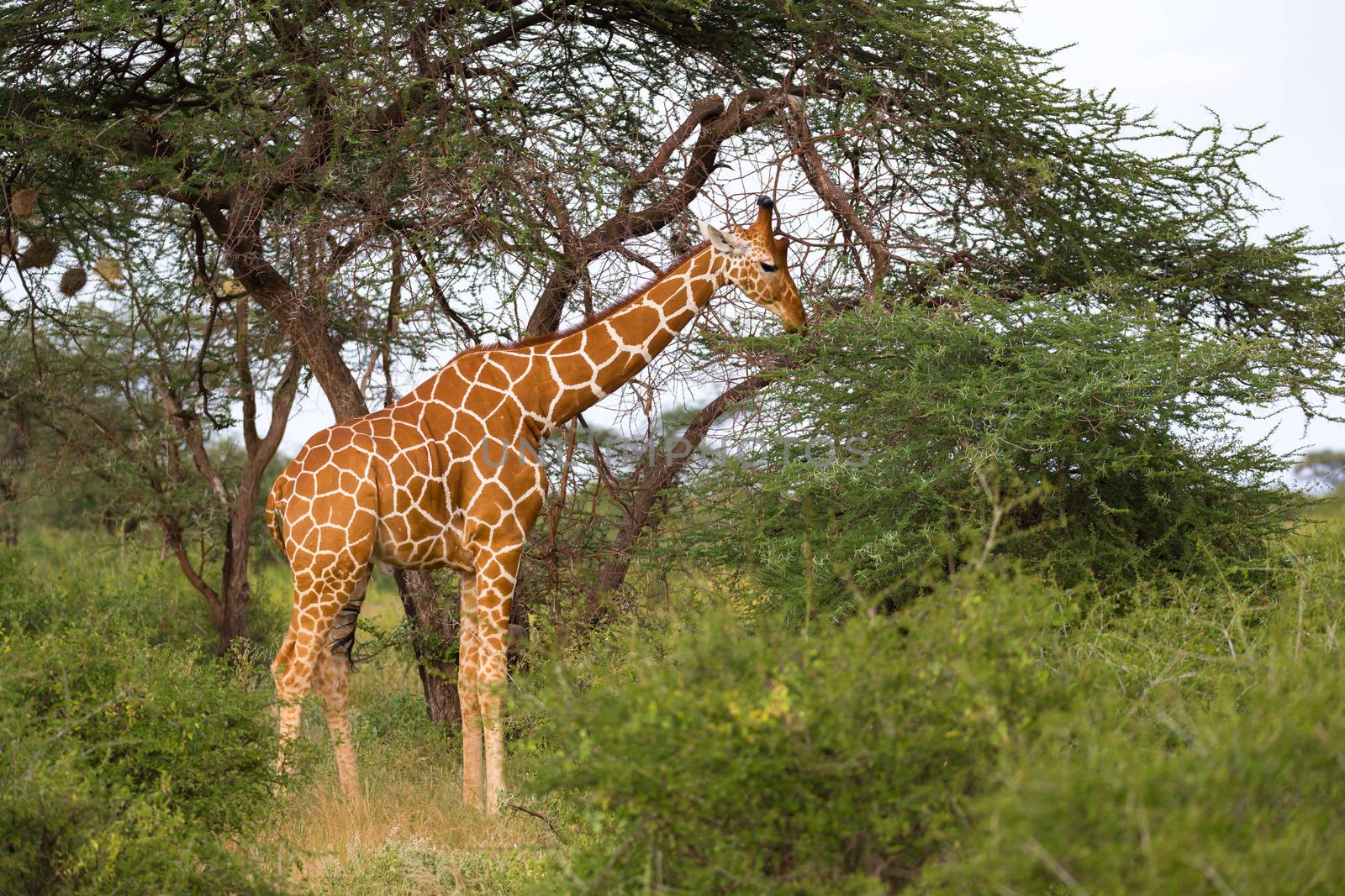 One giraffe eats the leaves of the acacia tree