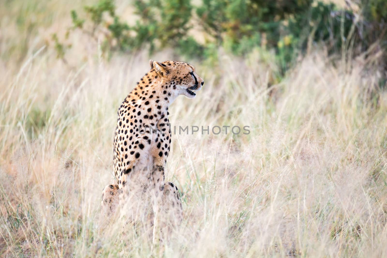 The cheetah sits in the savannah looking for prey