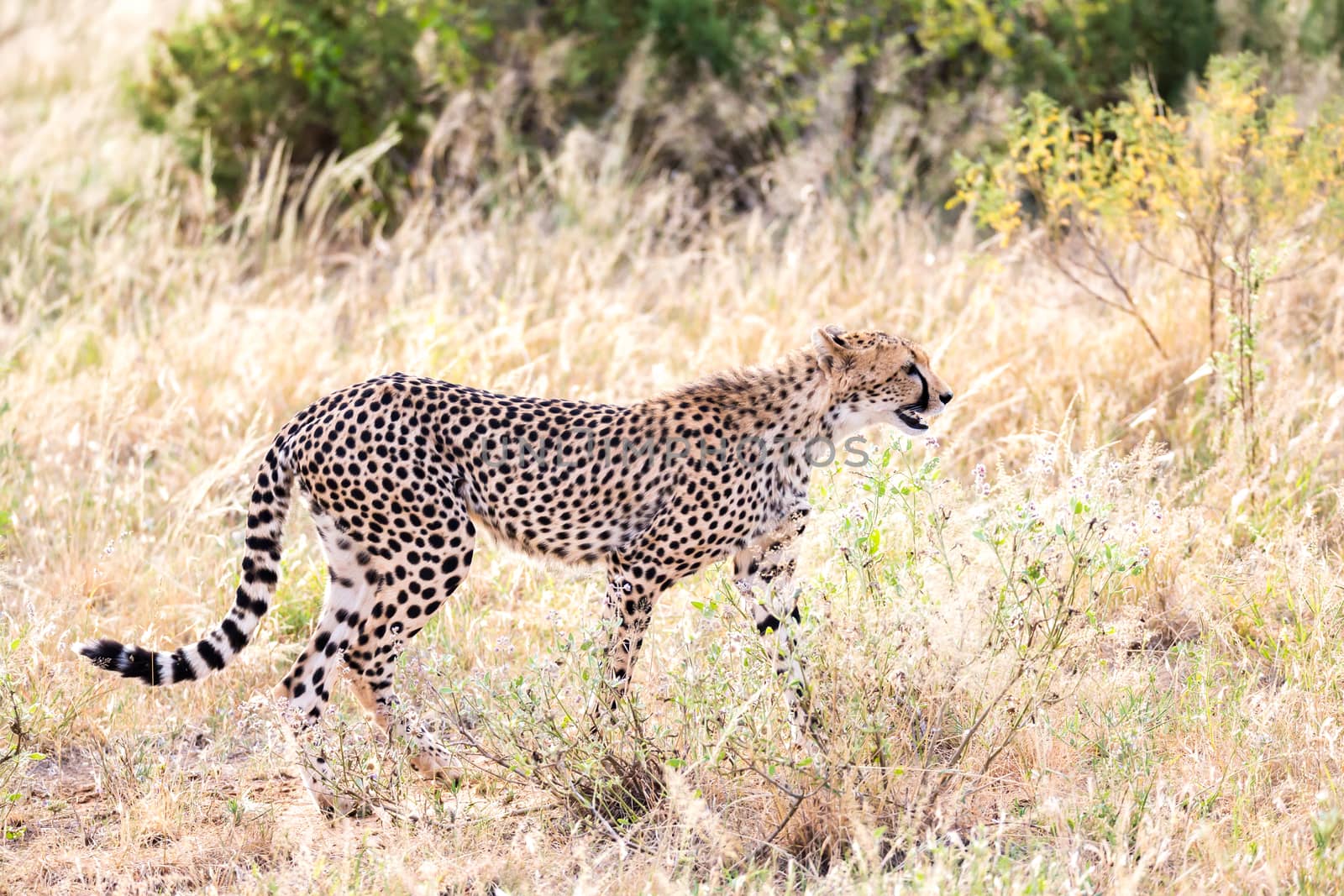 The cheetah walks in the high grass of the savannah looking for something to eat