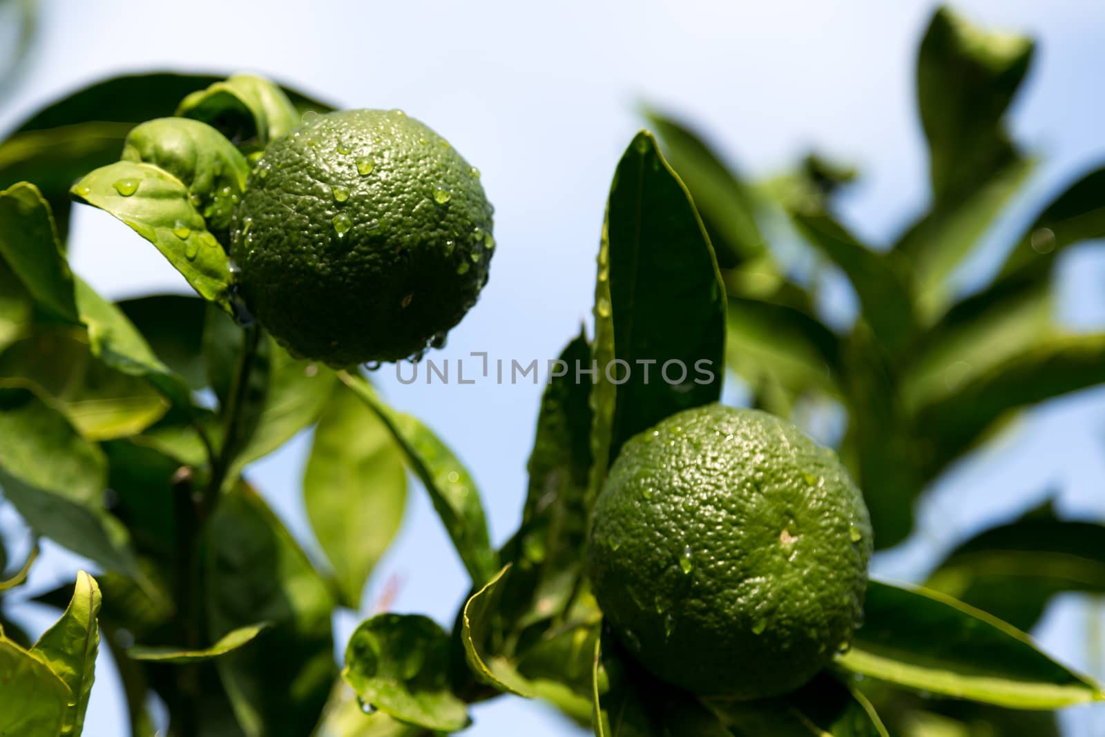 A tangerine trees with unripe fruits and green leaves