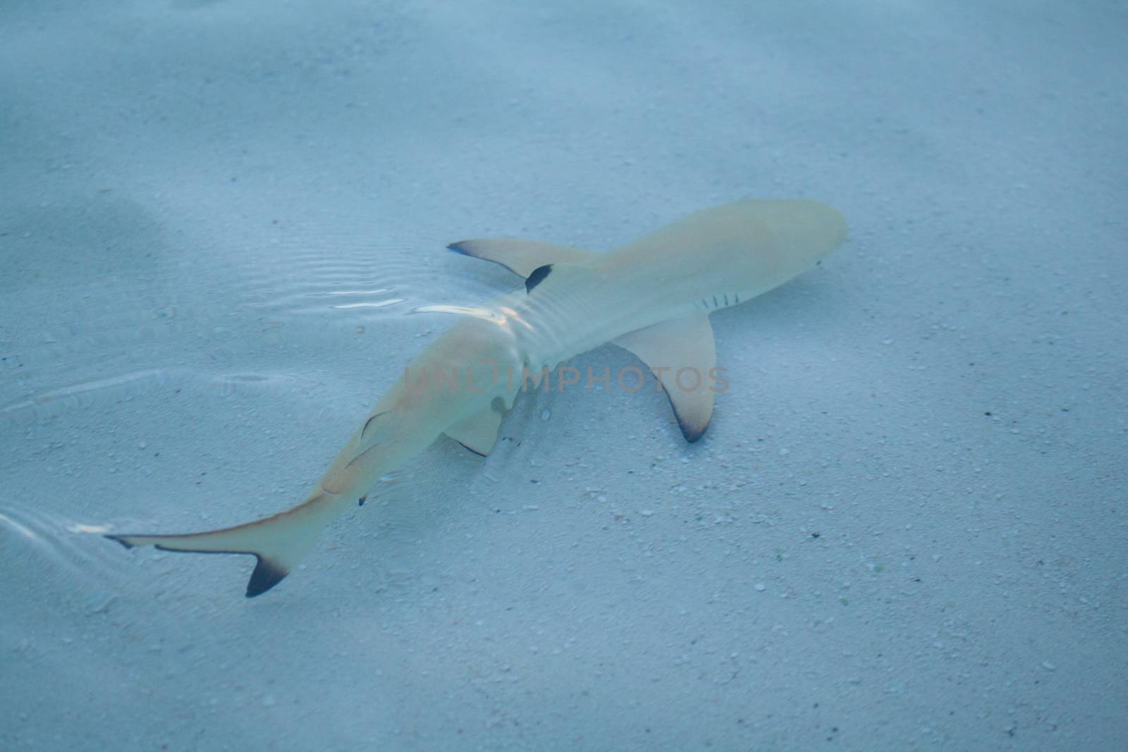 Shark is swimming in the water