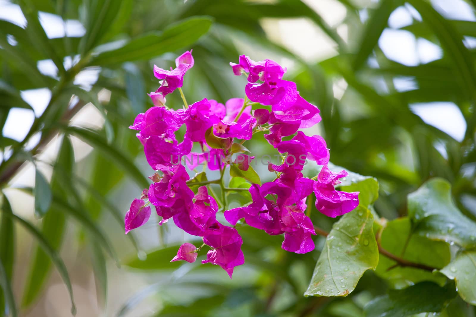 Colorful exotic flowers on trees with green leaves