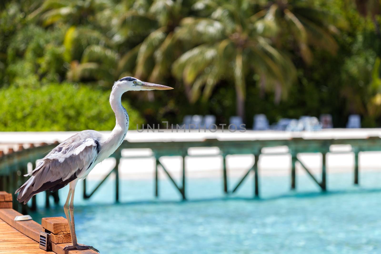 Maldives, a local bird is standing on the bridge