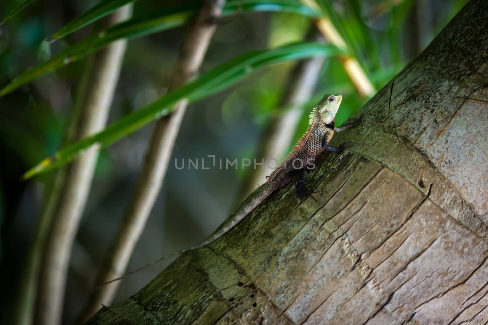 Small lizard on a palm tree