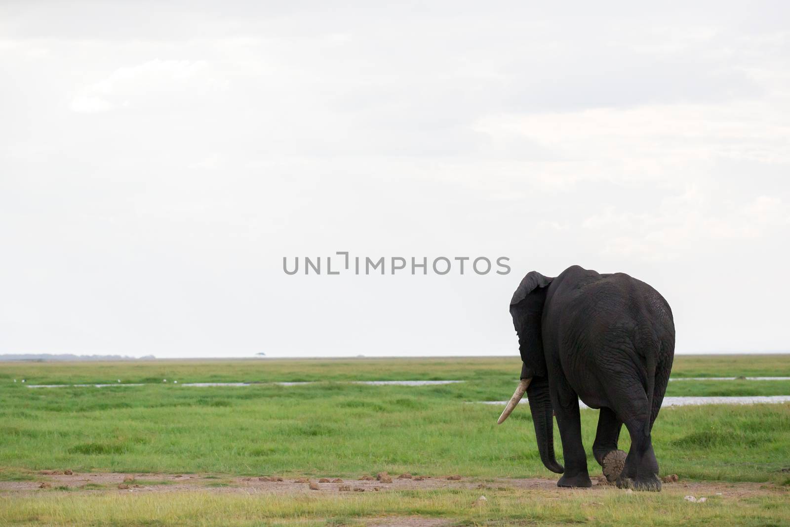 An elephant in the savannah of a national park in Kenya