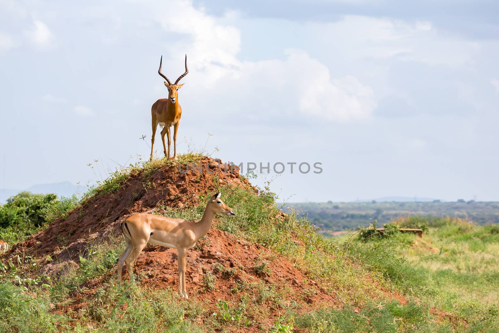 One beautiful antelope with big horns is standing on a hill