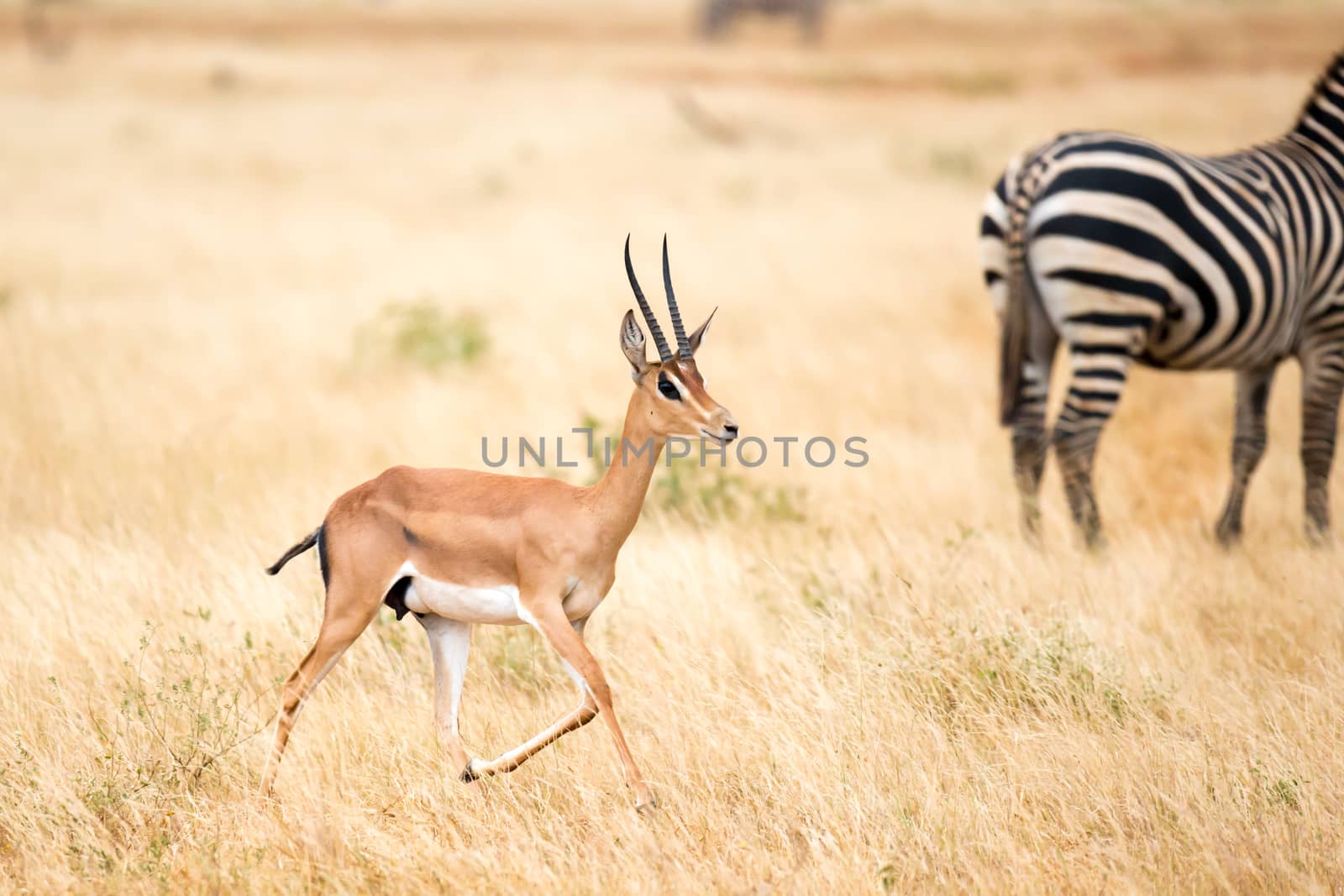 One antelope and some zebras in the savannah of Kenya
