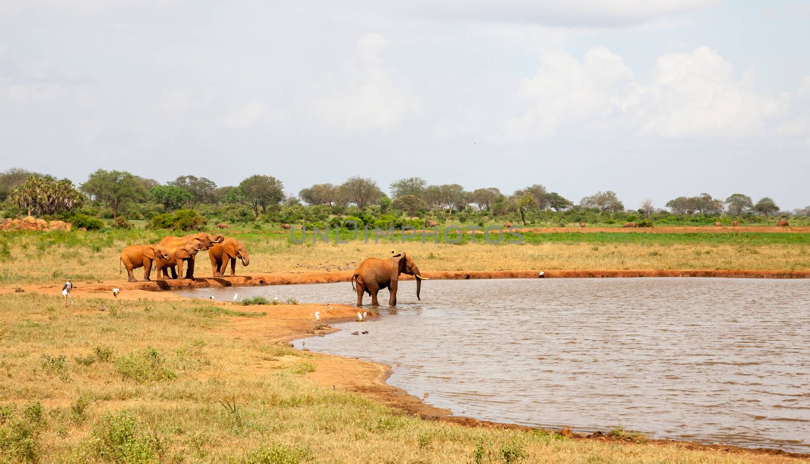 A lot of red elephants are on the waterhole