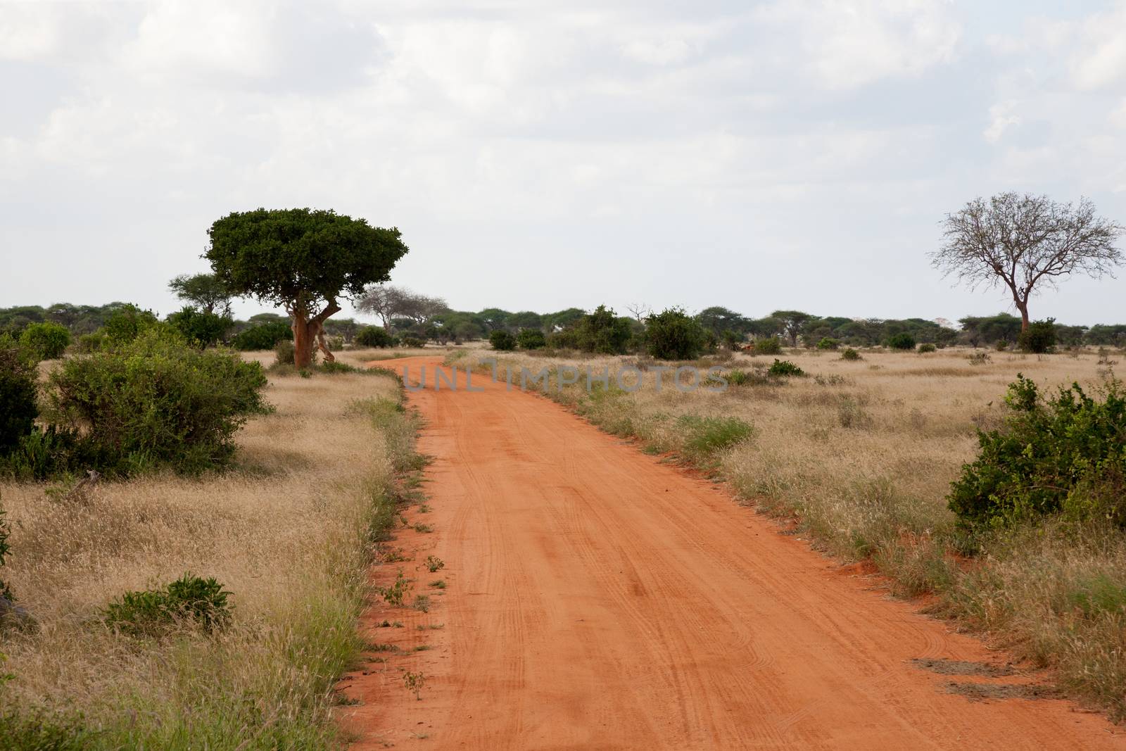 A way with red soil throught the savanna with a lot of trees and green plants