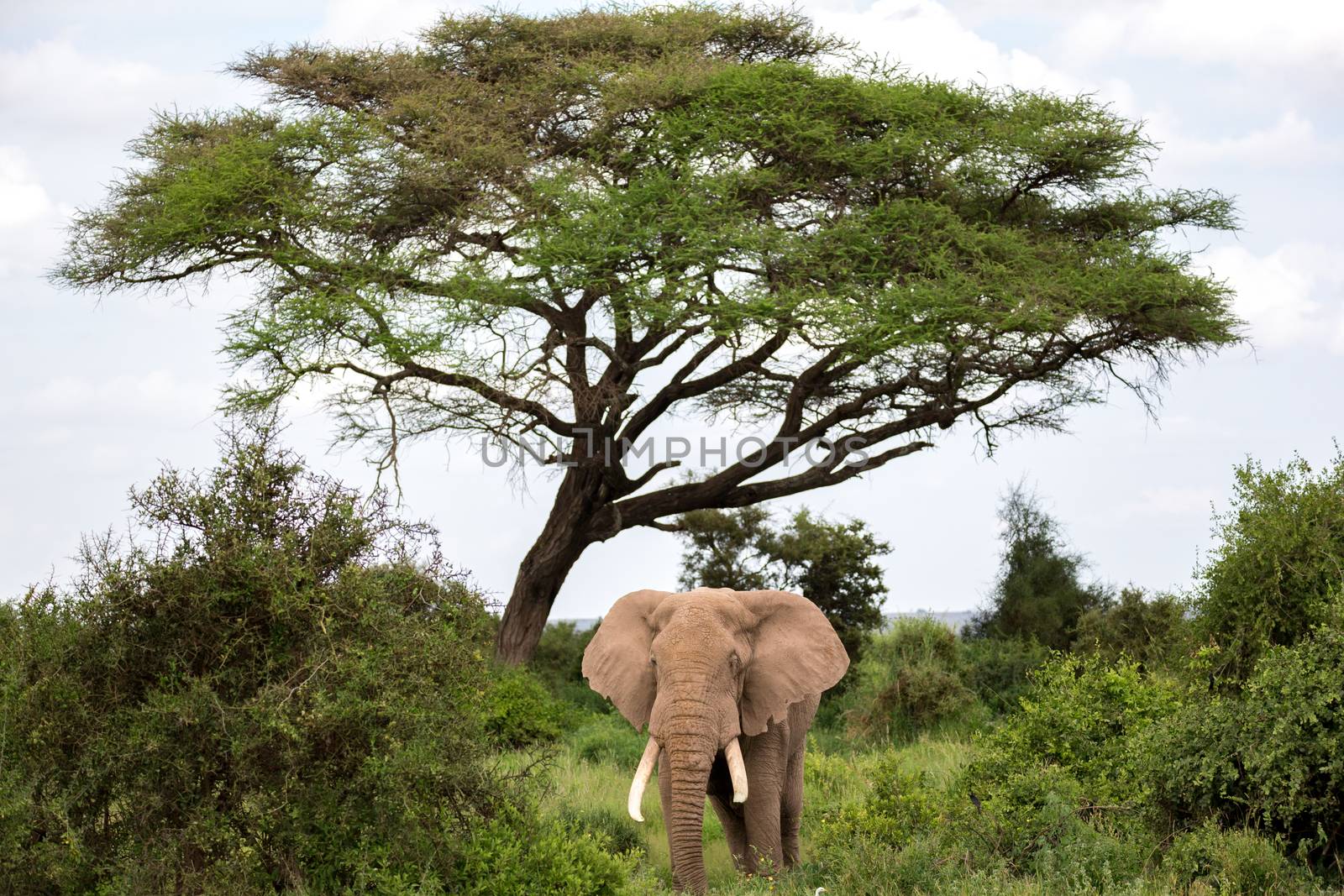 An elephant in the savannah of a national park in Kenya