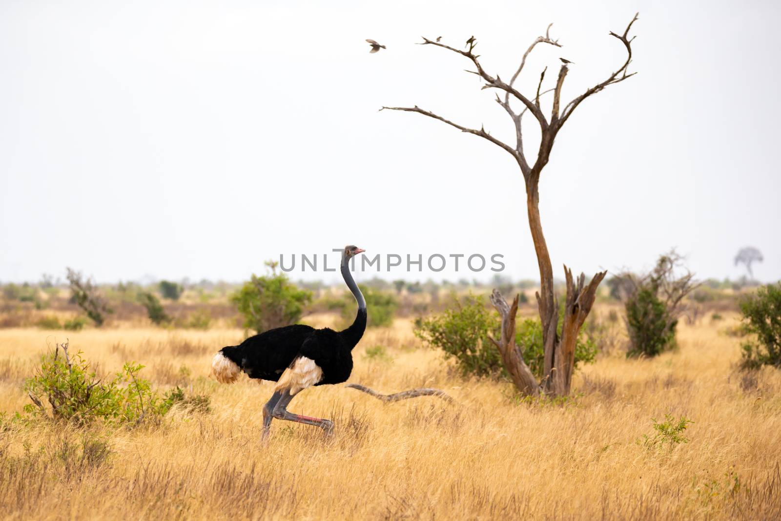 One ostrich in the landscape of the savannah in Kenya