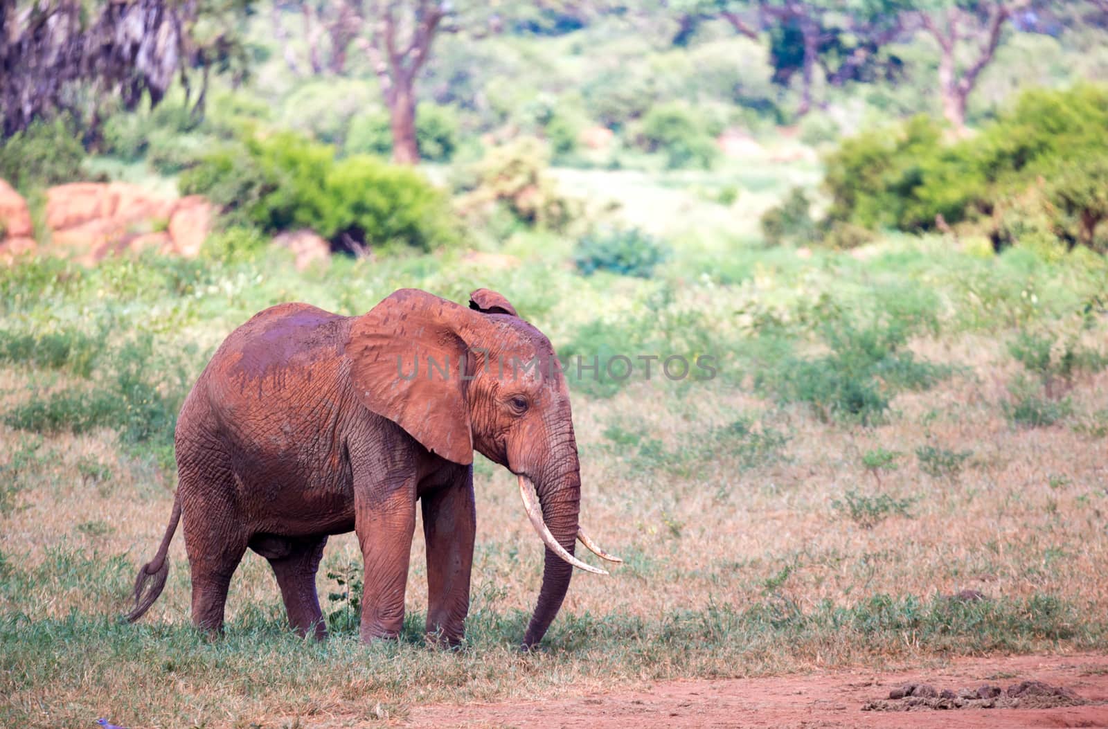 A red elephant is walking in the savannah of Kenya