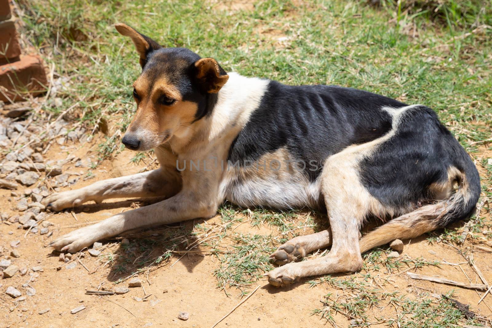 One street dog on the island of Madagascar