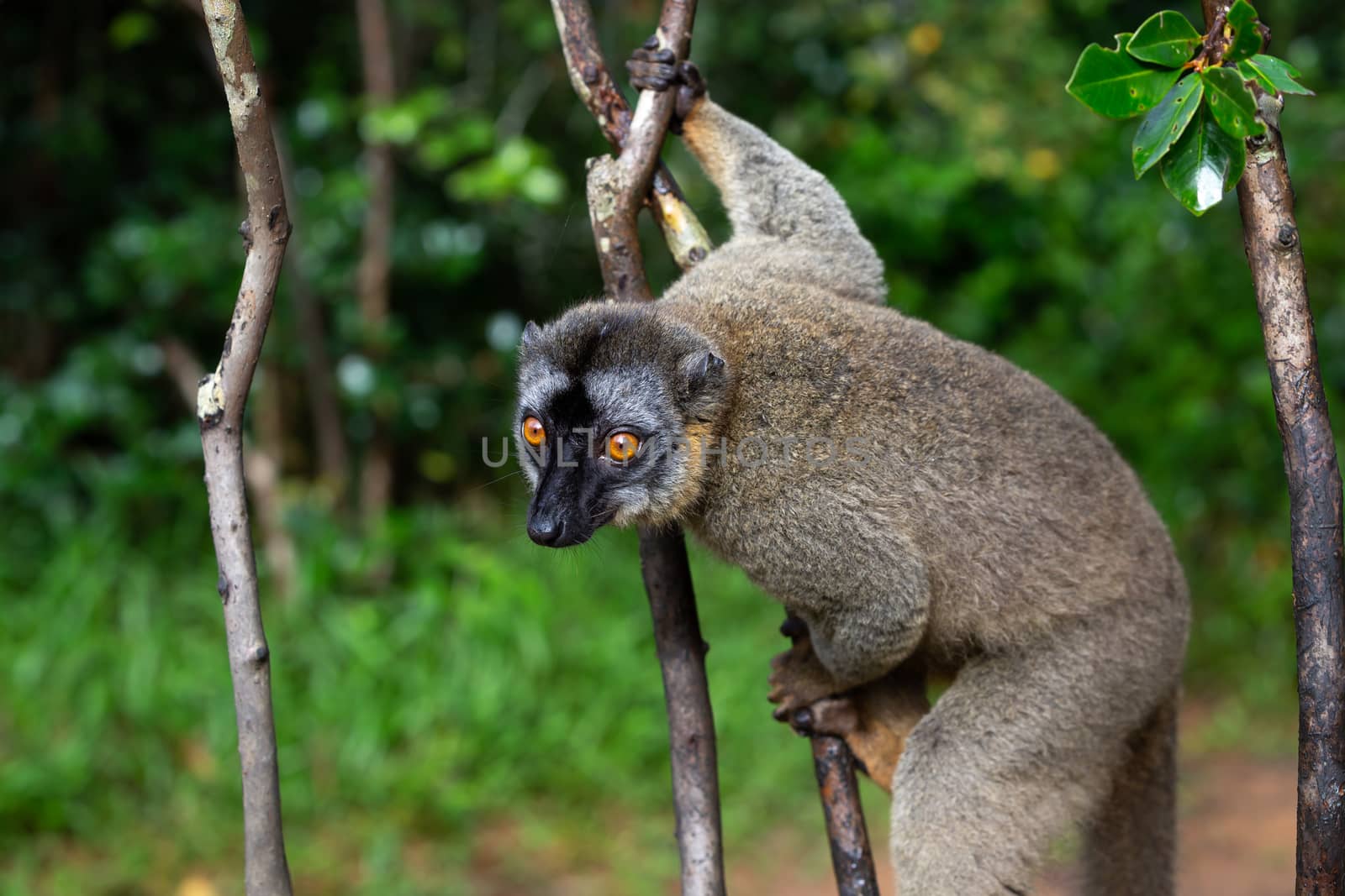 The Lemurs in a rain forest on the trees, hopping from tree to tree