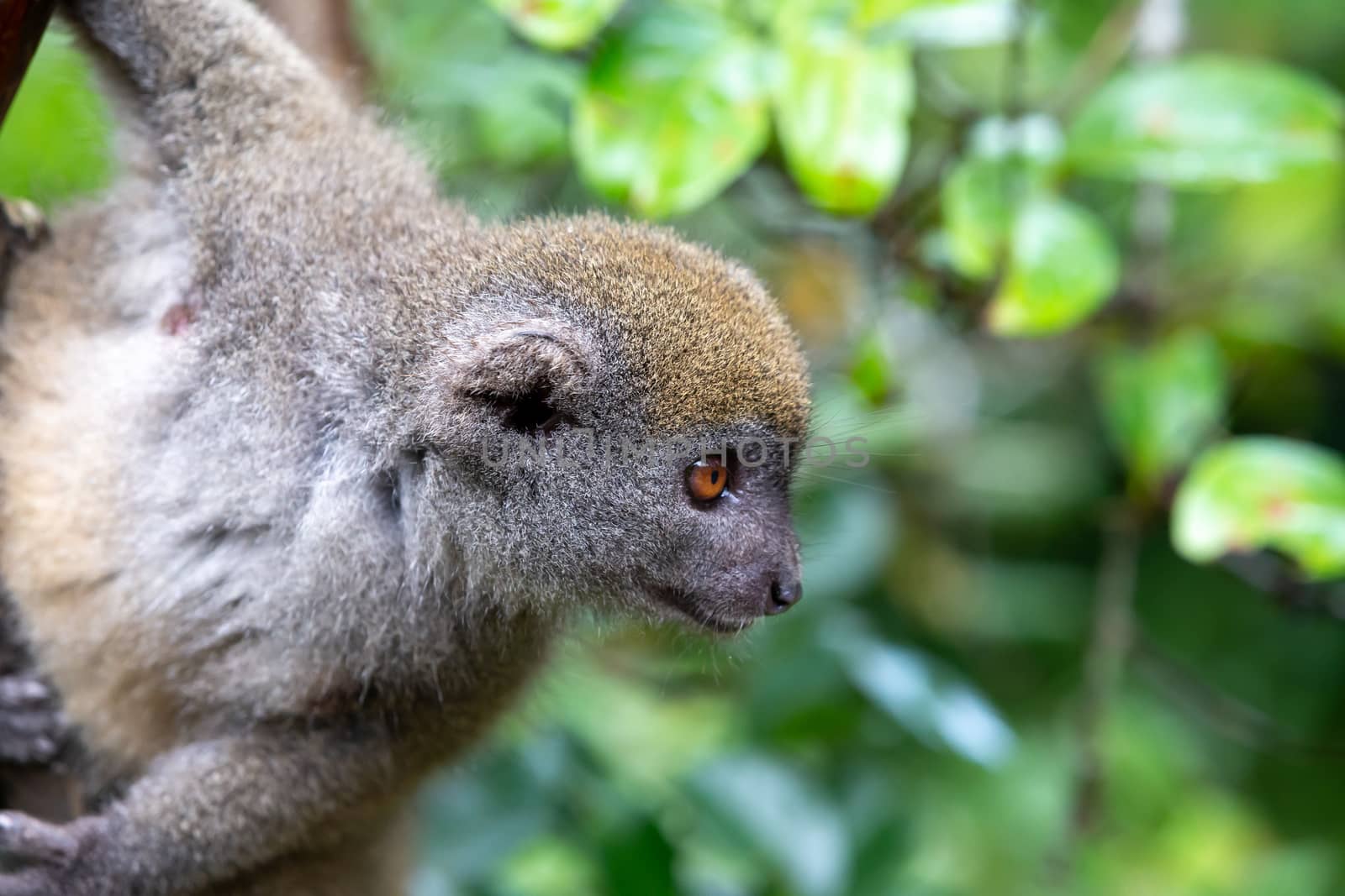 One little lemur on the branch of a tree in the rainforest