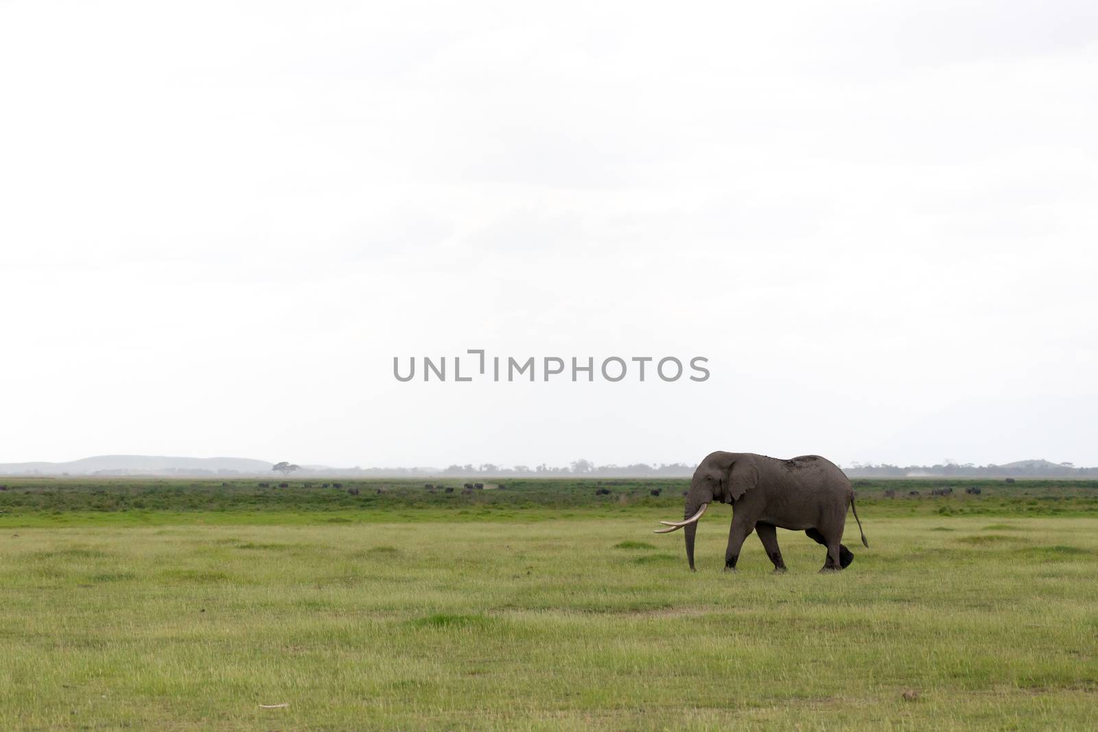 An elephant in the savannah of a national park in Kenya