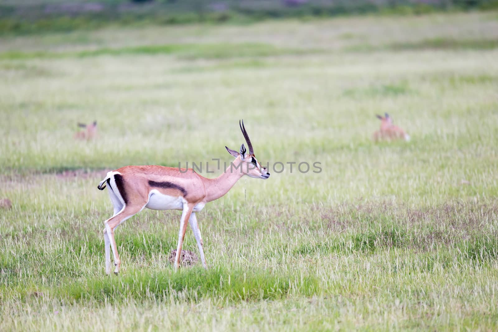 A gazelle grazes in the grassland of the savannah