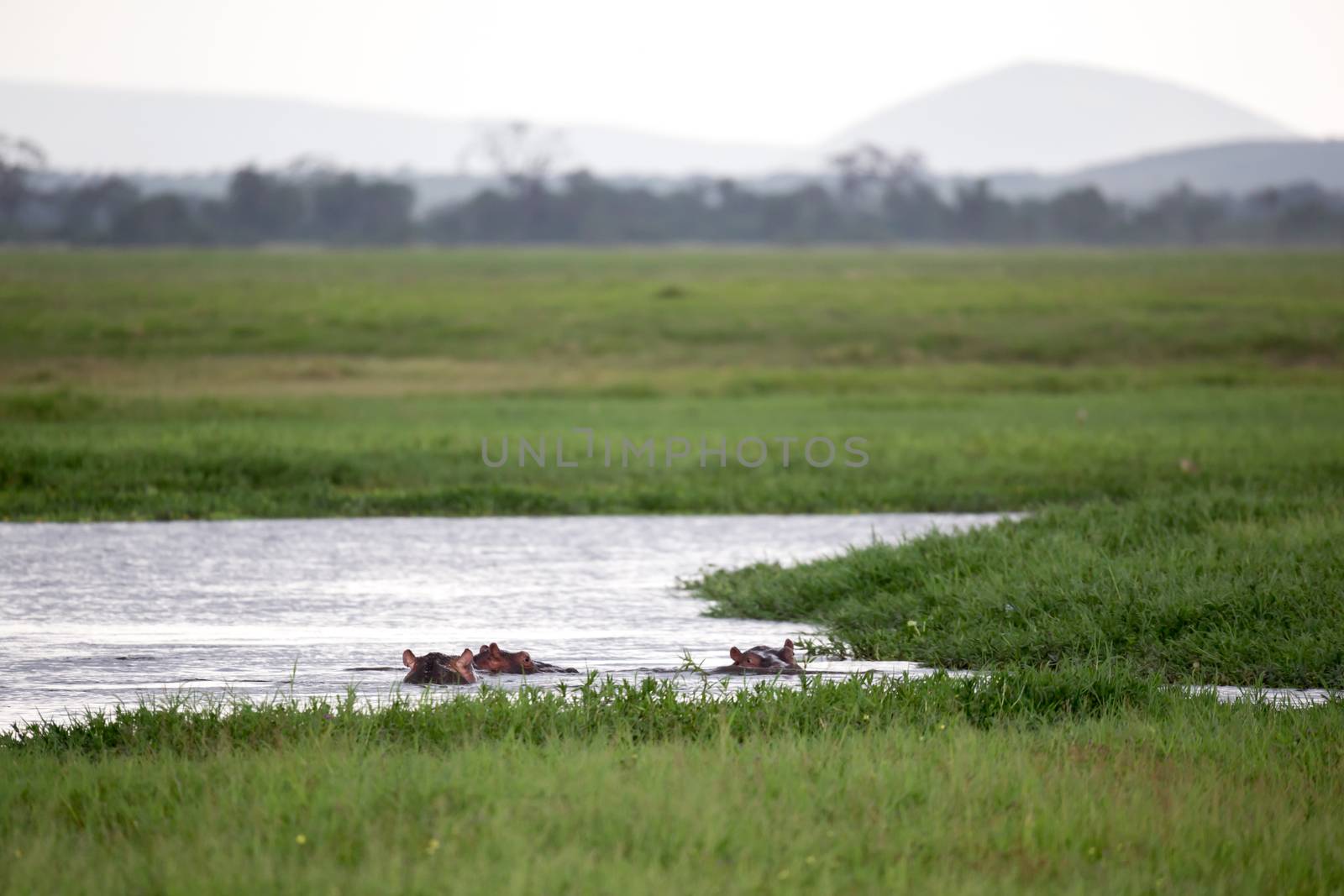 Some hippos in the waterhole with a lot of grass