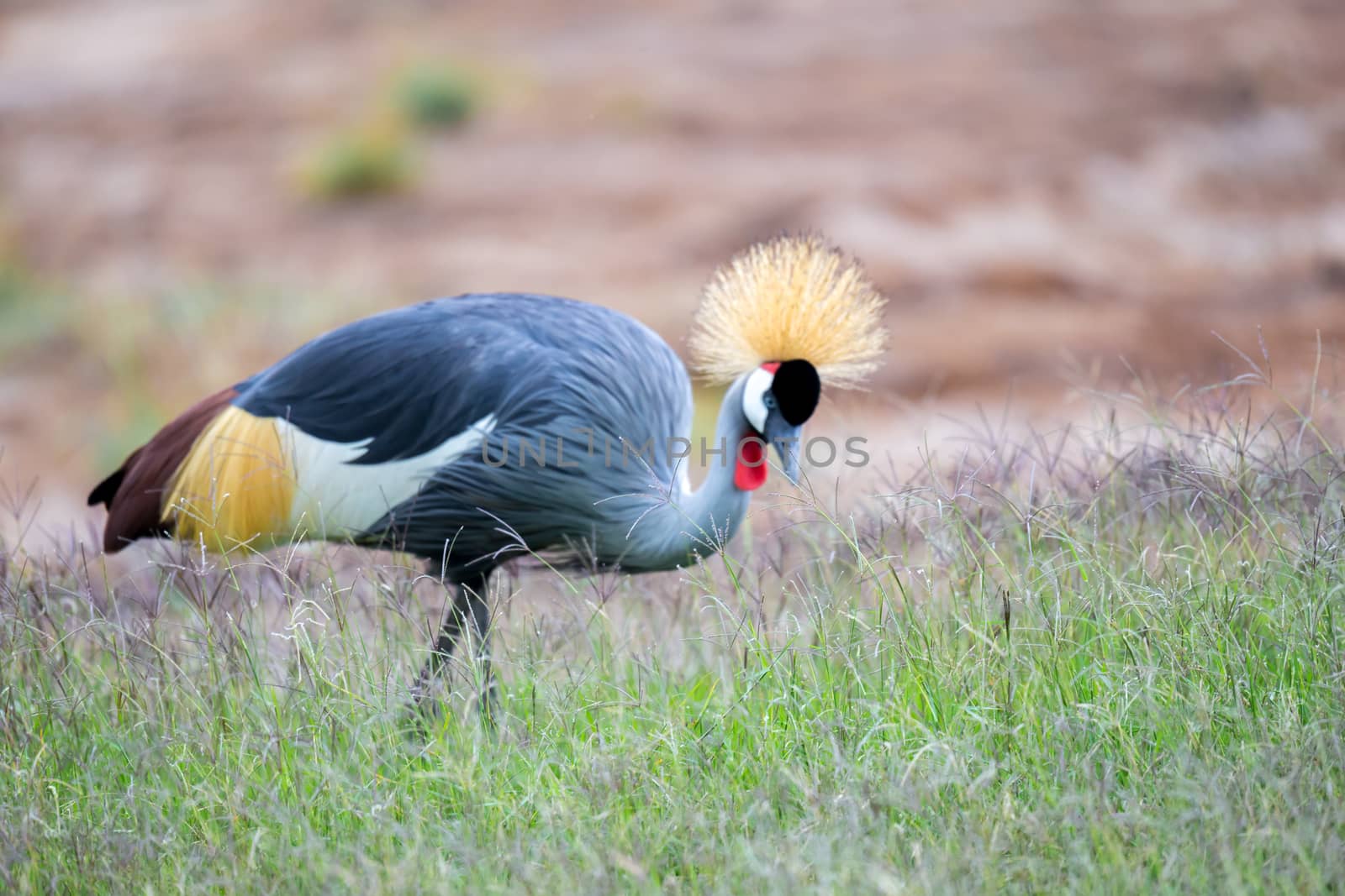 A colorful bird in the savannah of Kenya