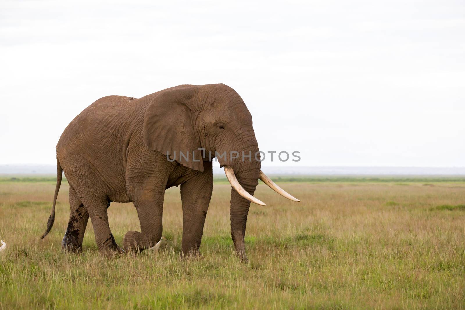 An elephant in the savannah of a national park in Kenya