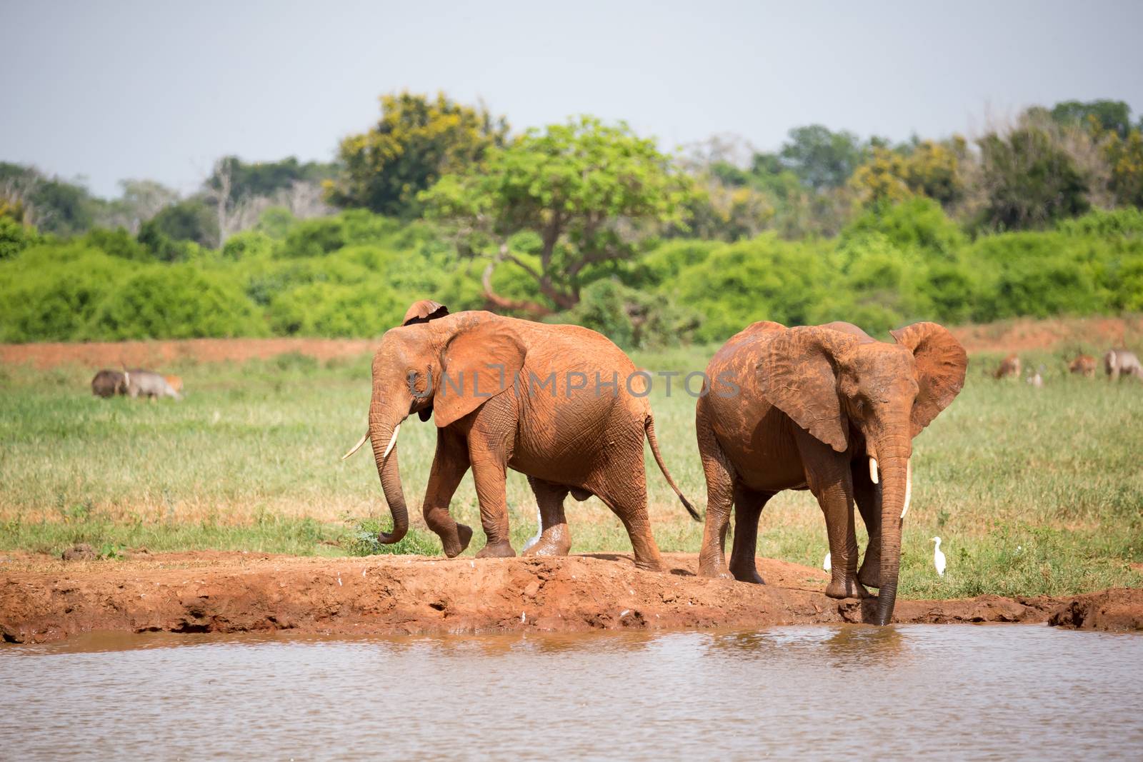 Some elephants are on the waterhole in the savannah