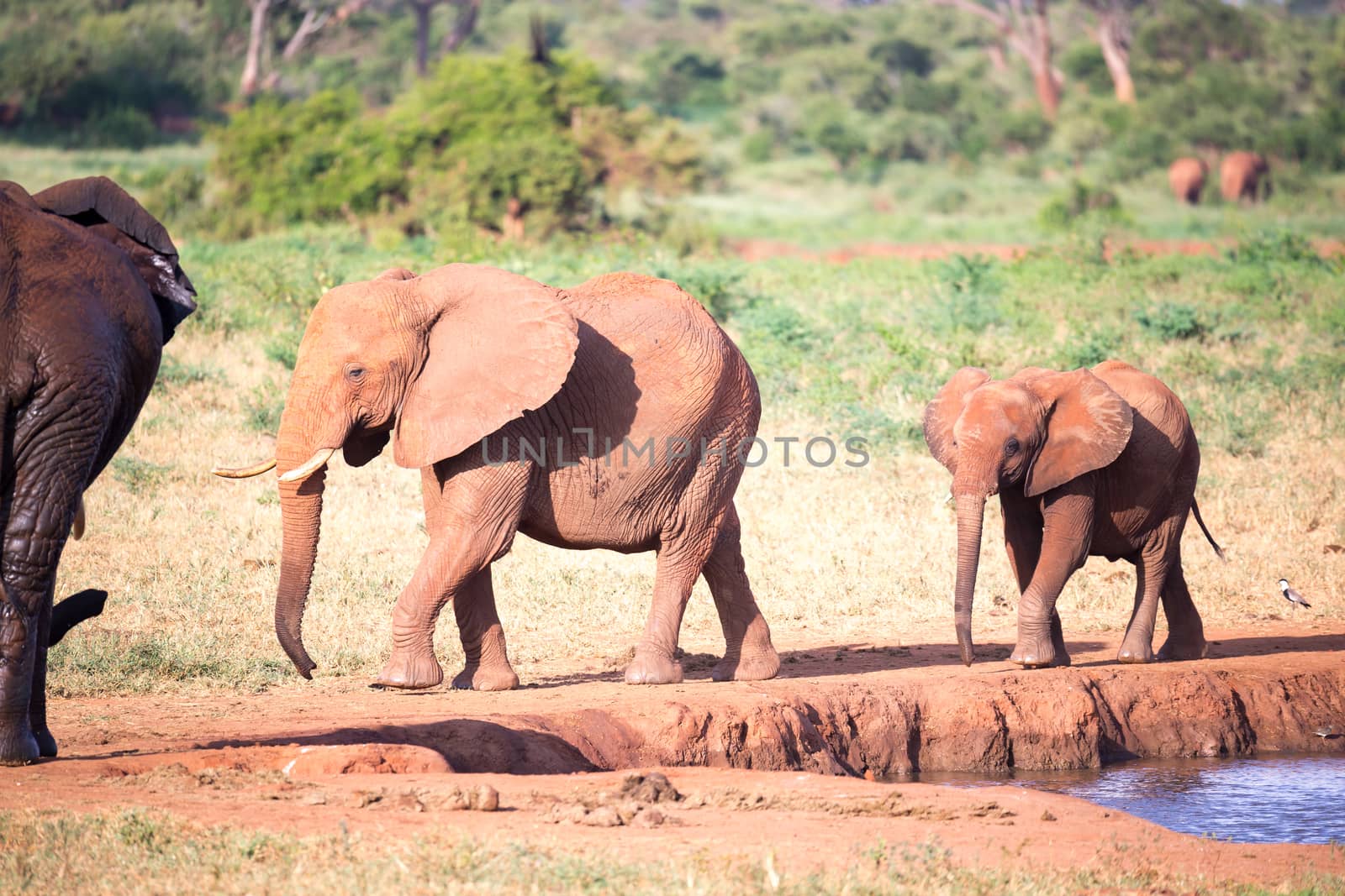 The family of red elephants at a water hole in the middle of the savannah