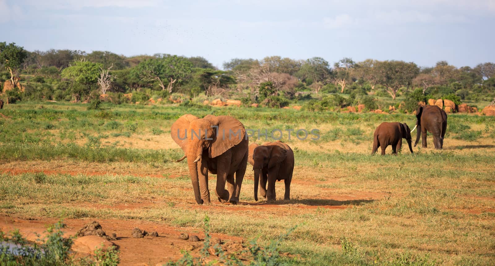 The large family of red elephants on their way through the Kenyan savanna