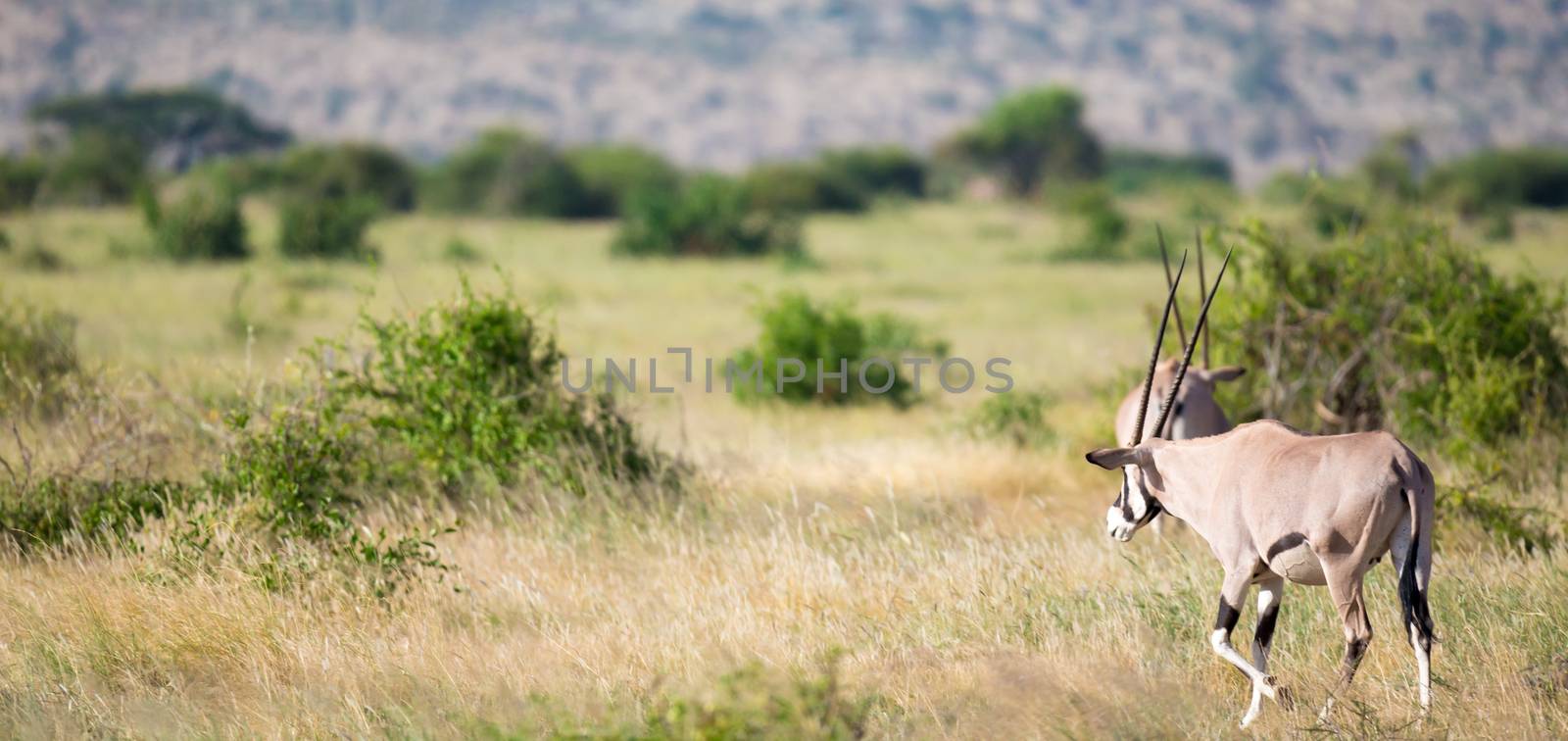 The antelopes in the grass landscape of Kenya