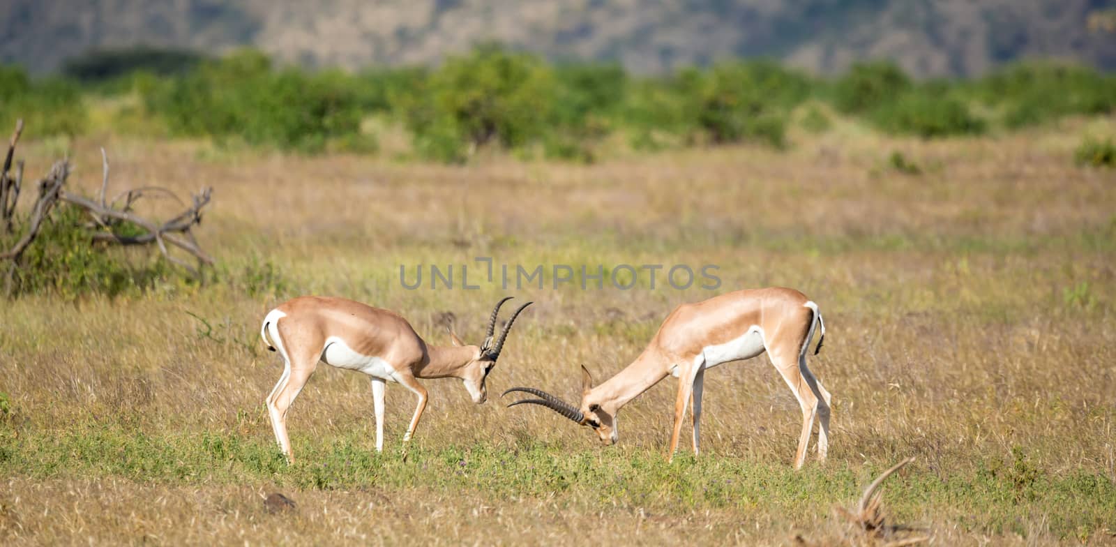 Some native antelopes in the grassland of the Kenyan savannah