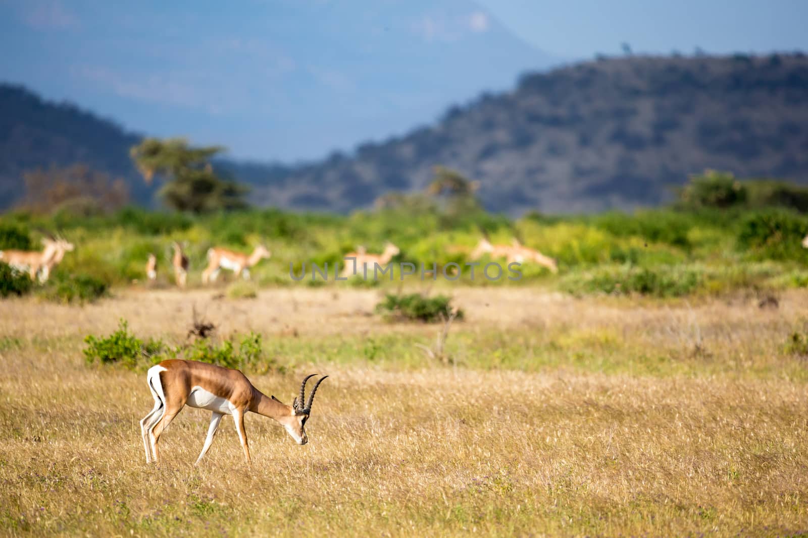 The antelopes in the grass landscape of Kenya