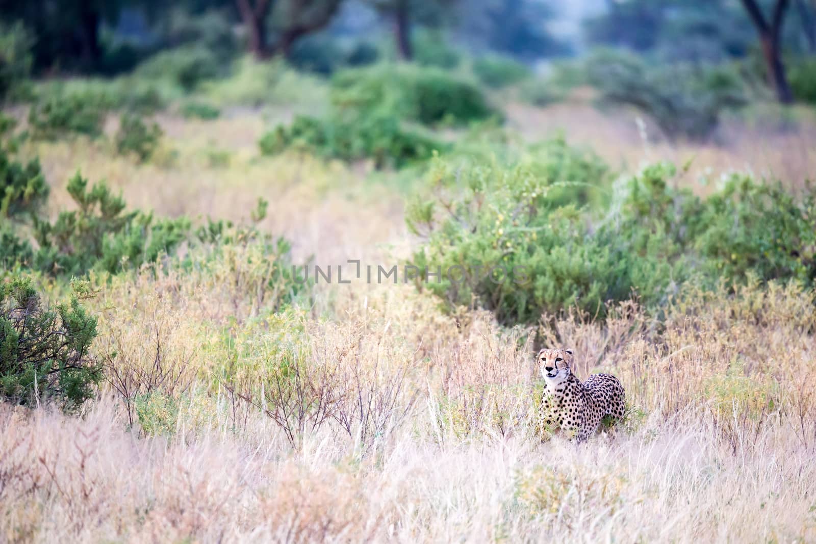 One cheetah in the tall grass lurks for its prey