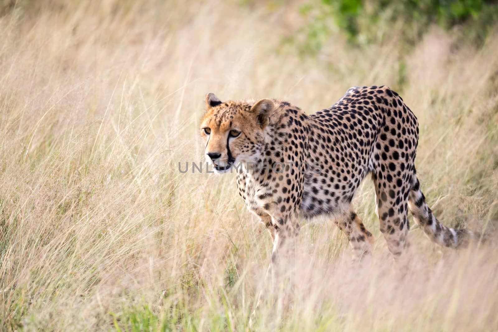 The cheetah walks in the high grass of the savannah looking for something to eat