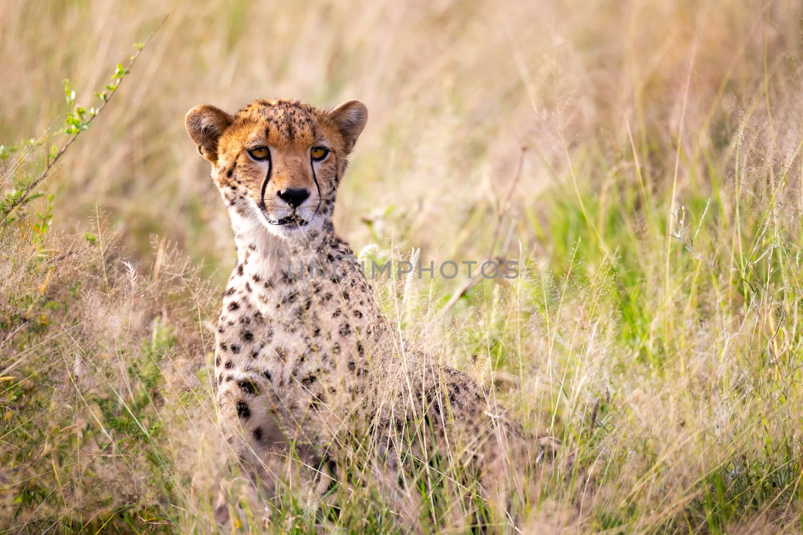One portrait of a cheetah in the grass landscape