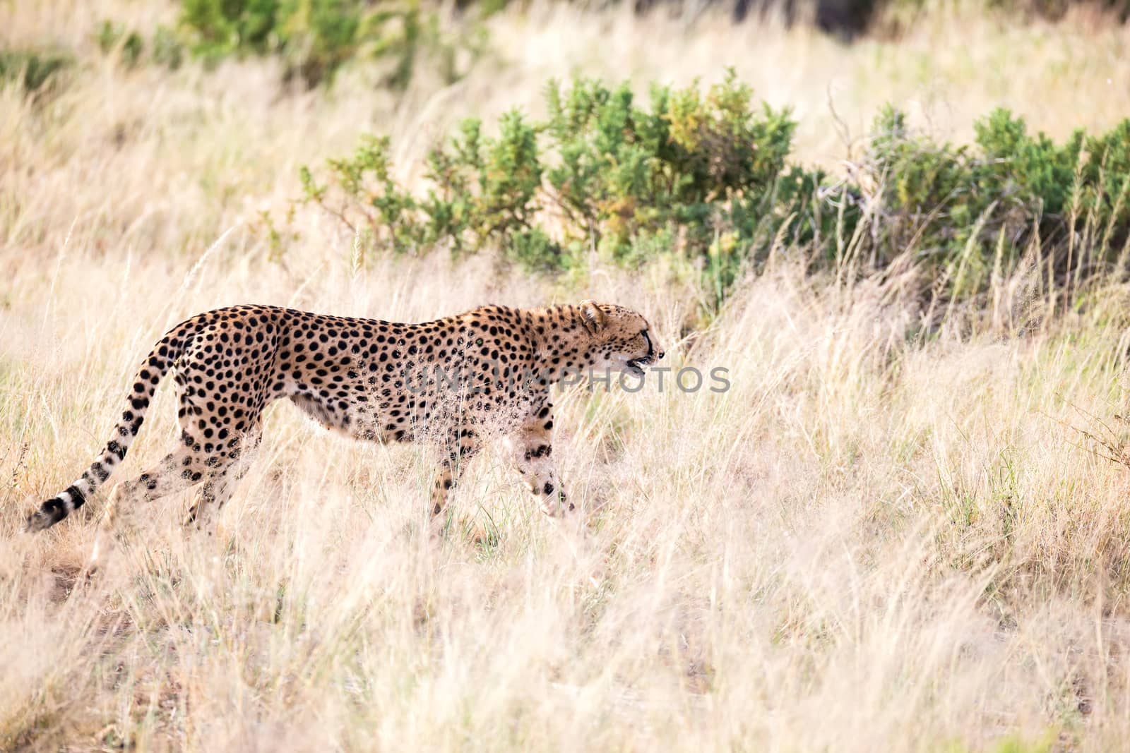 The cheetah walks in the high grass of the savannah looking for something to eat