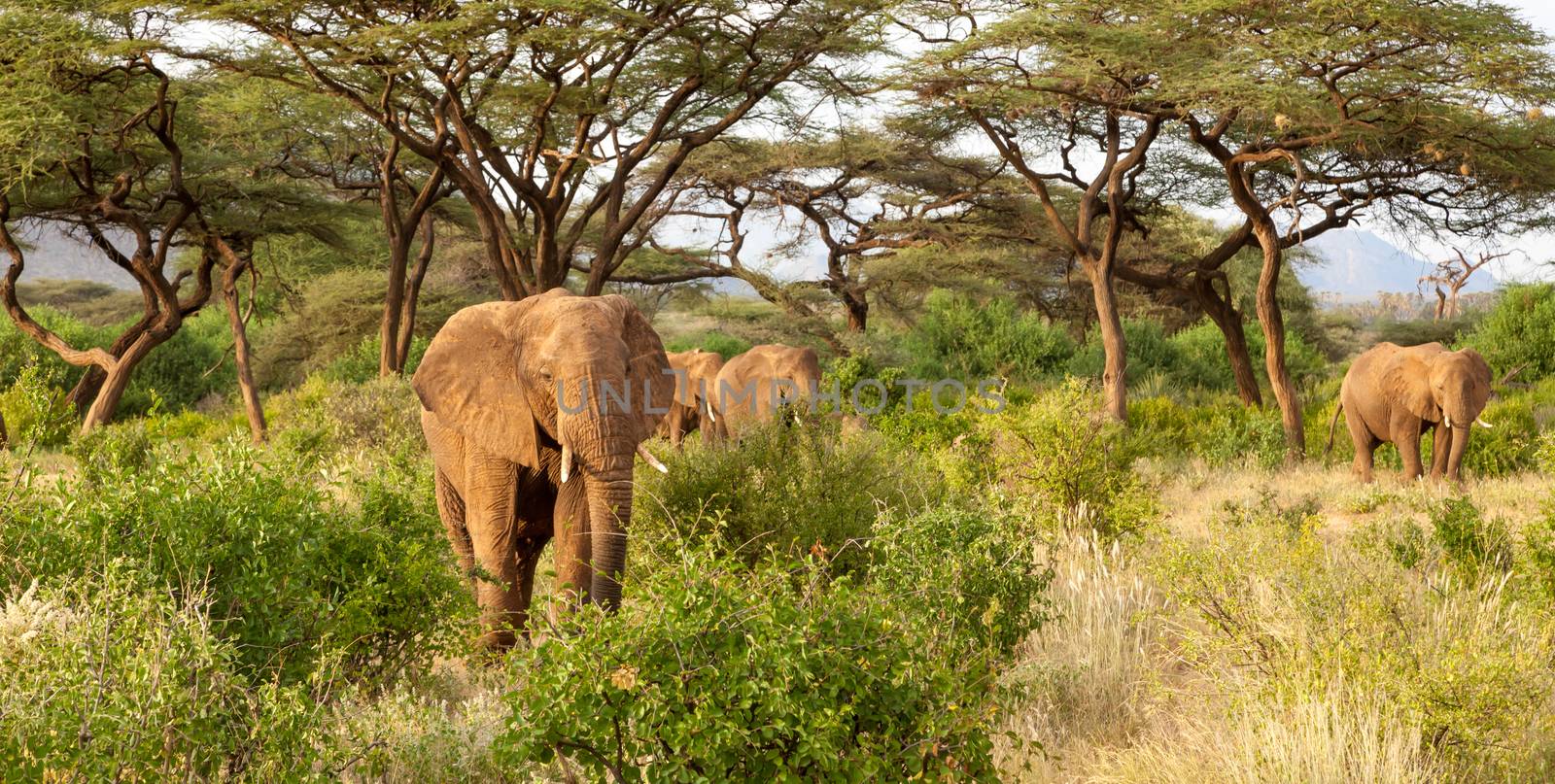 A lot of elephants go through the bushes in a jungle