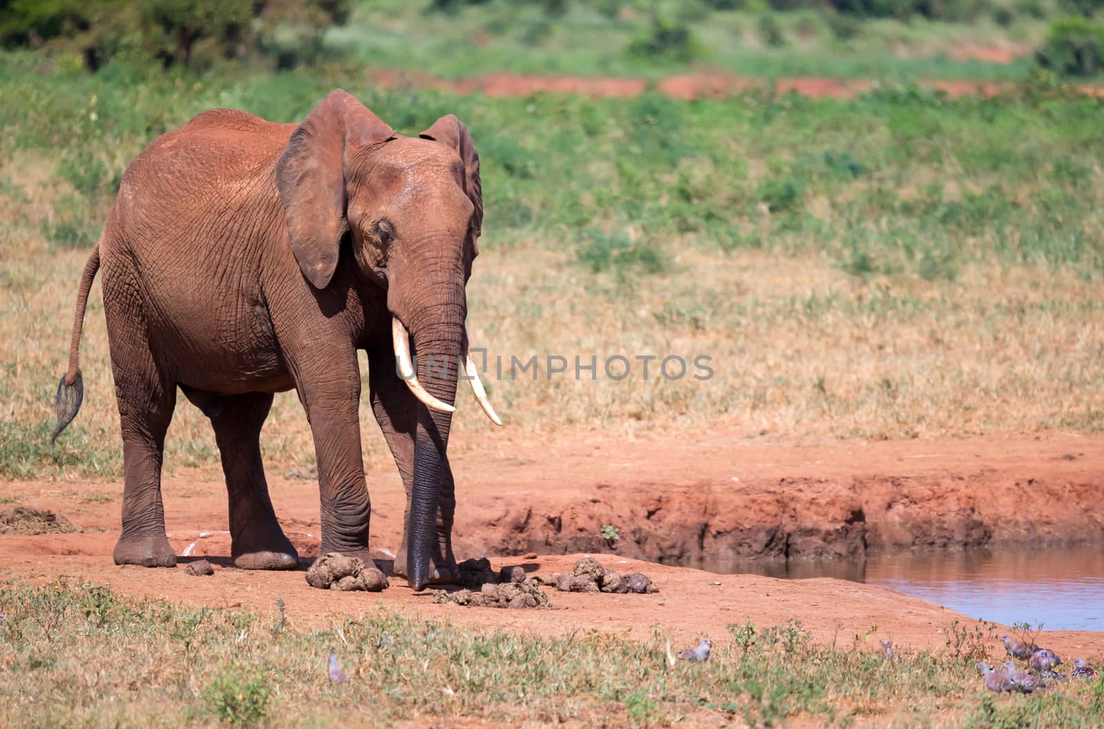 Waterhole in the savannah with some red elephants