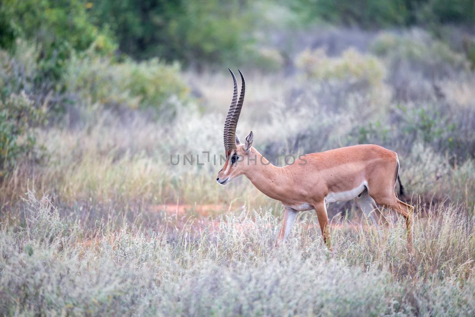 The Grant Gazelle grazes in the vastness of the Kenyan savannah