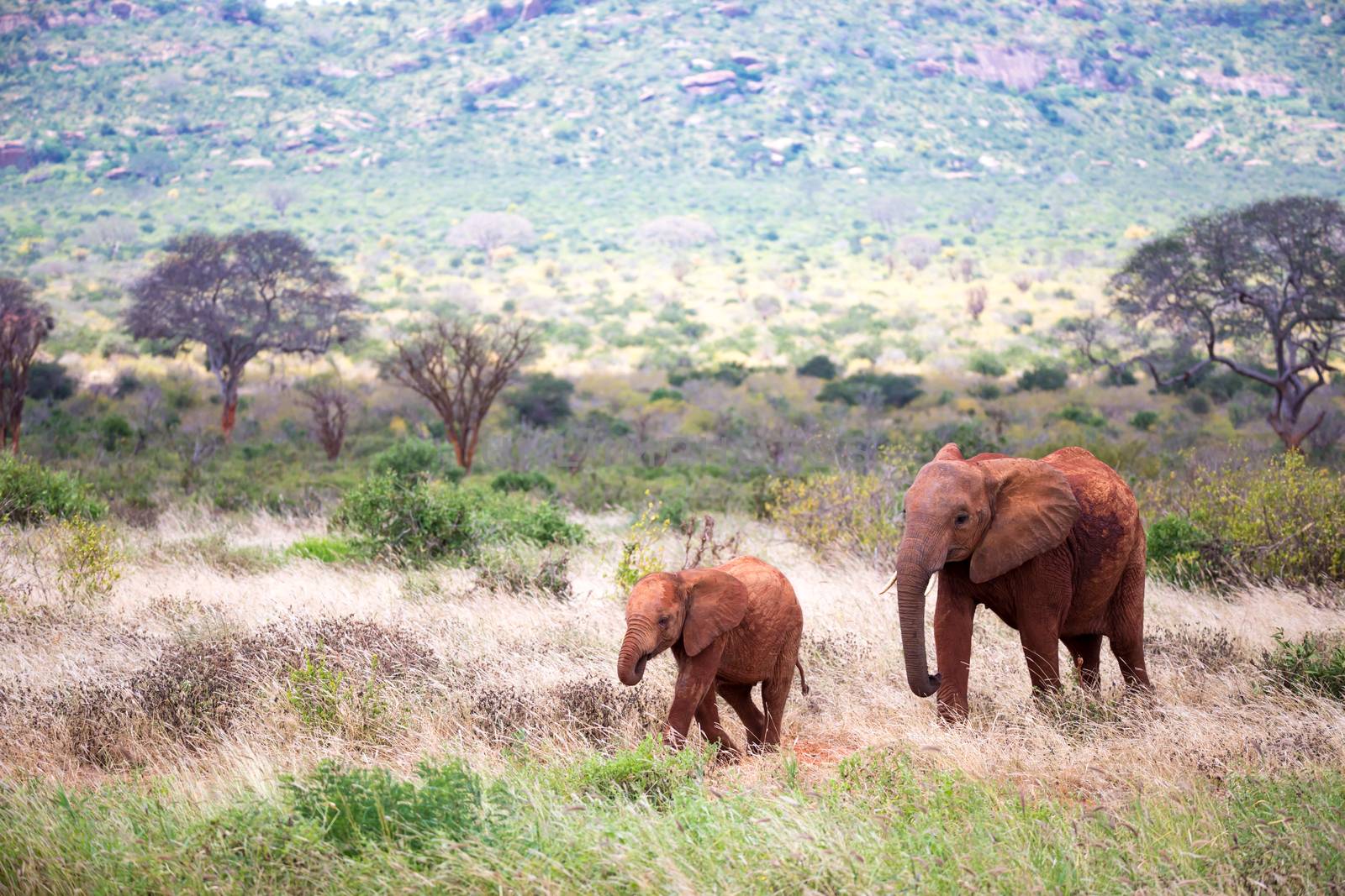 The family of red elephants on their trek through the savanna
