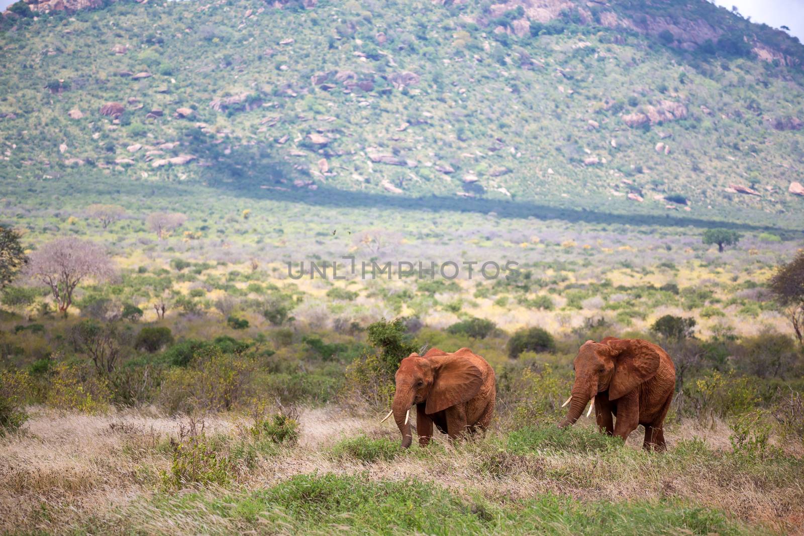 The family of red elephants on their trek through the savanna