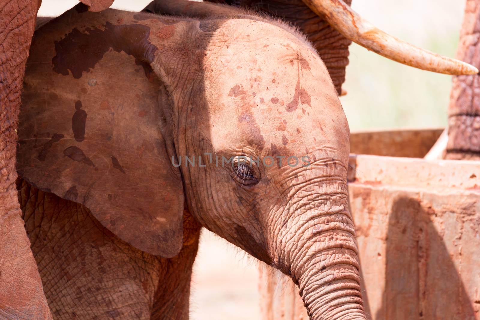 A face of a red baby elephant in closeup