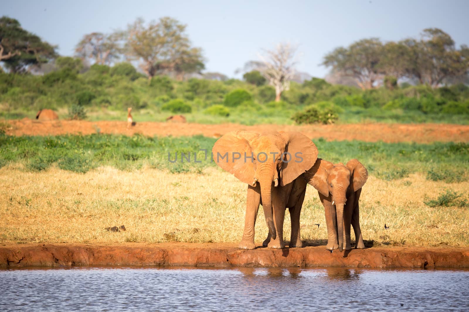 The family of red elephants at a water hole in the middle of the savannah
