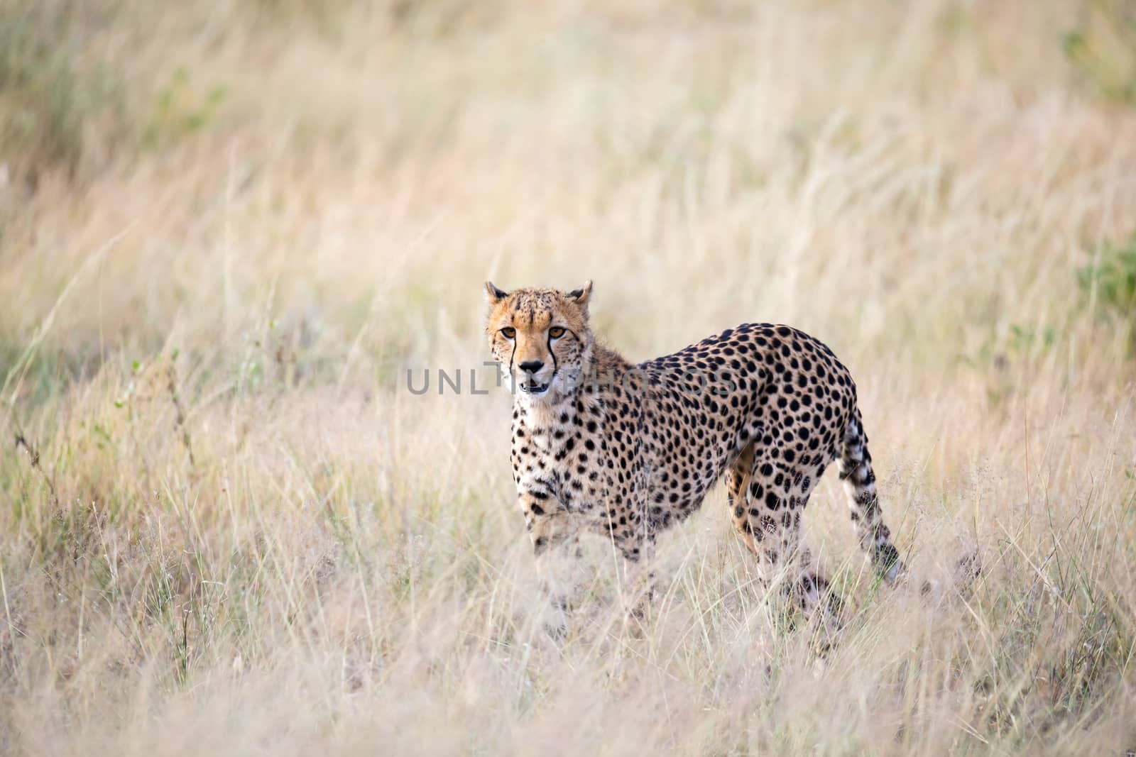 The cheetah walks in the high grass of the savannah looking for something to eat