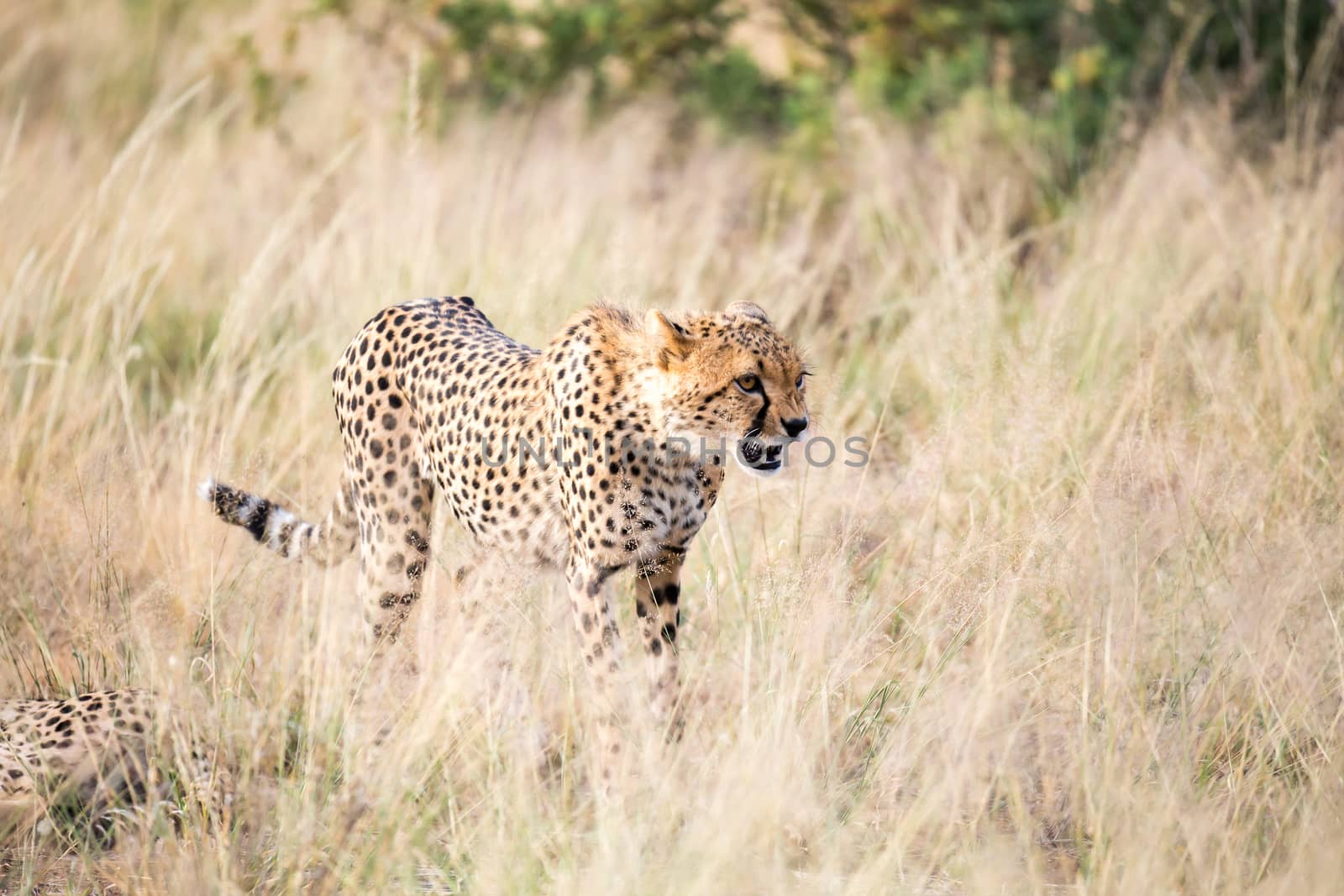 The cheetah walks in the high grass of the savannah looking for something to eat