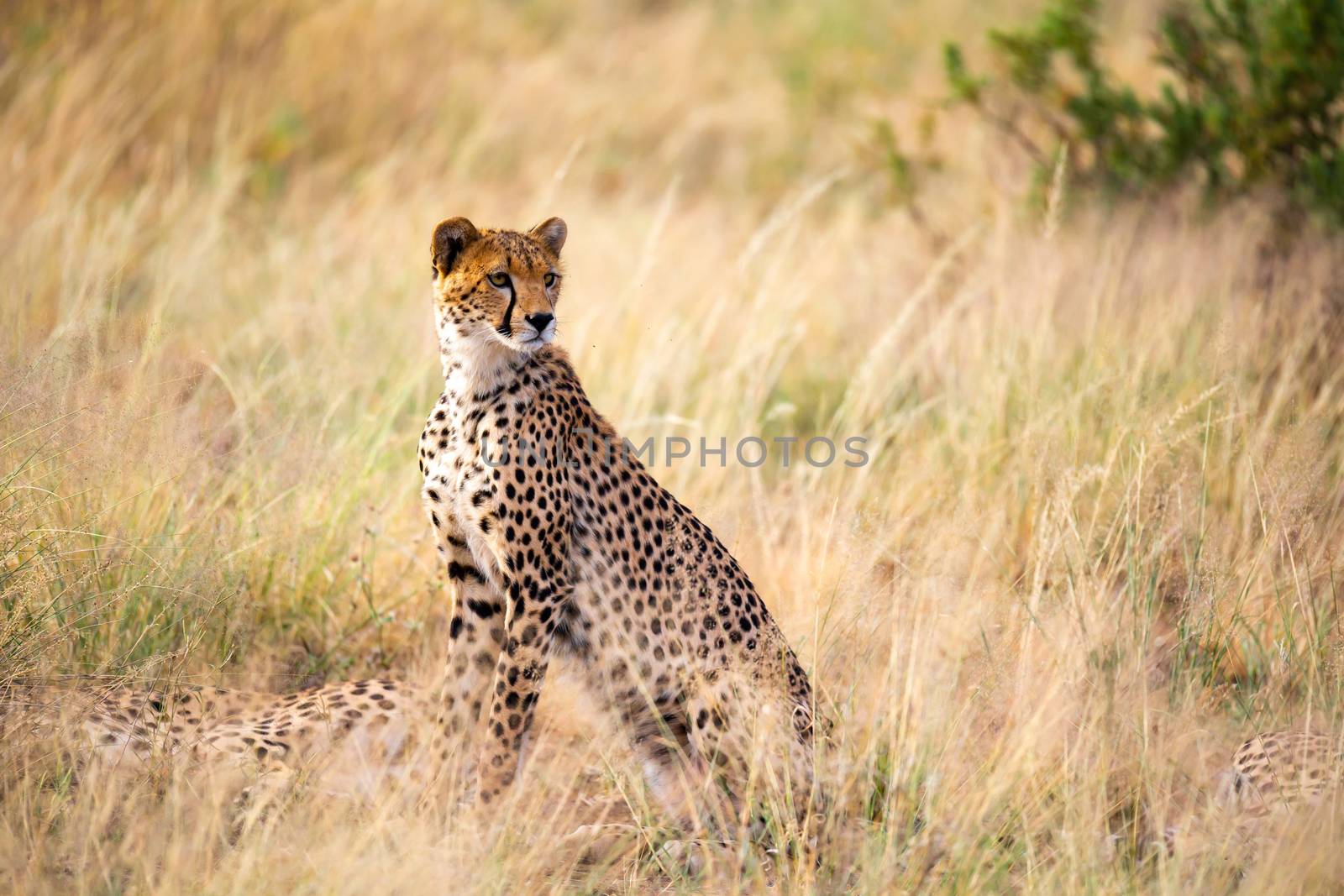 The cheetah is sitting in the middle of the grass