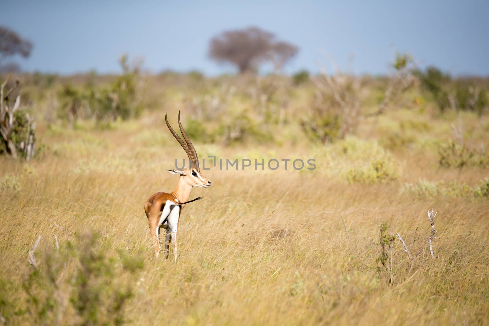 Some antelope in the grassland of the savannah