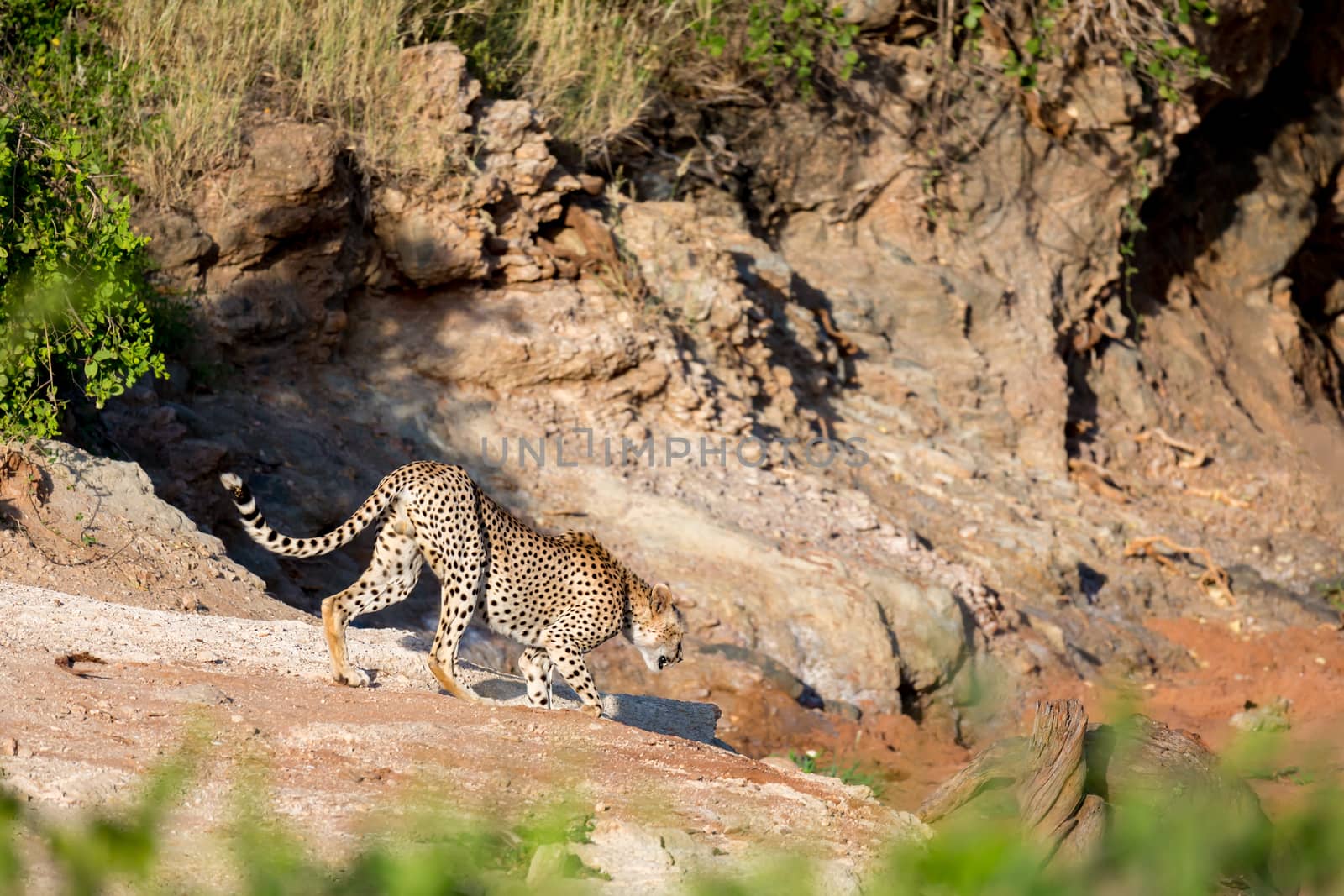 A Cheetah in the grassland of the savannah in Kenya